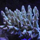 Acropora spathulata (Coral sea)